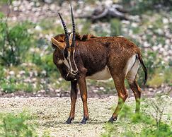 Y.O. Ranch Headquarters