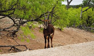 Y.O. Ranch Headquarters