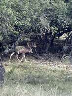 Y.O. Ranch Headquarters