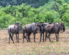 Y.O. Ranch Headquarters