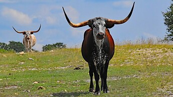 Y.O. Ranch Headquarters