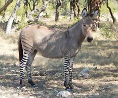 Y.O. Ranch Headquarters