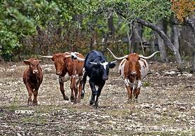 Y.O. Ranch Headquarters