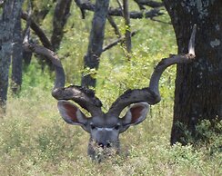 Y.O. Ranch Headquarters