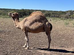 Y.O. Ranch Headquarters