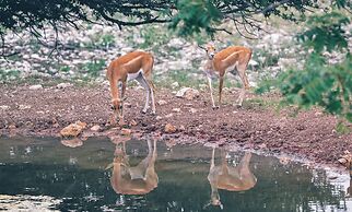 Y.O. Ranch Headquarters
