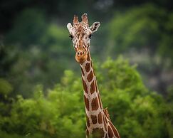 Y.O. Ranch Headquarters