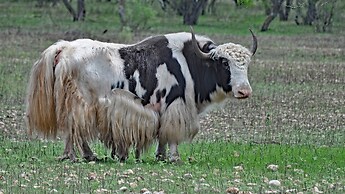 Y.O. Ranch Headquarters
