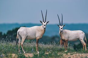 Y.O. Ranch Headquarters