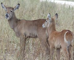 Y.O. Ranch Headquarters