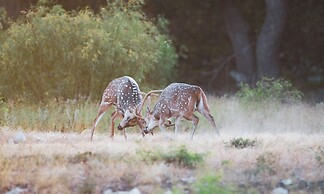 Y.O. Ranch Headquarters