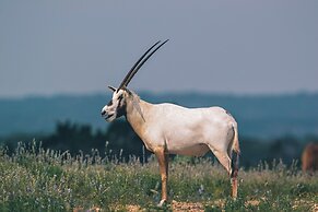 Y.O. Ranch Headquarters