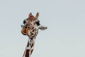 Y.O. Ranch Headquarters