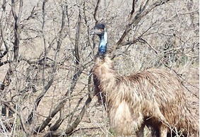 Y.O. Ranch Headquarters