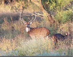 Y.O. Ranch Headquarters