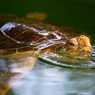 Villa Vista in Dalyan