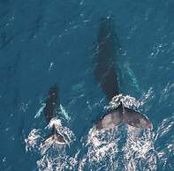 Playa Potrero - Cute Modern Containerhome w Pool for 2 People