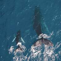 Playa Potrero NEW 2 BR Condo Near to the Beach - Casa Blanca 7