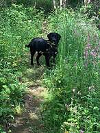 Beech Pod Cabin in Beautiful Surroundings Wrexham