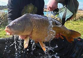 Beech Pod Cabin in Beautiful Surroundings Wrexham