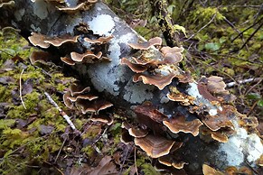 The Shed at Moon Dance