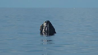 Whale Tails Hotel