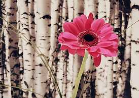 Large 8-9-bed Central Ski Innout House in Hemavan