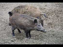 Your Holiday Home in Hasselfelde in the Harz Mountains