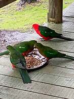 Groovy Log House Lorne Ocean View Log House Pet Friendly Freshly Renov