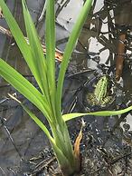 LE BOIS DES CHAMBRES