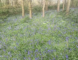 Bluebell Cottage