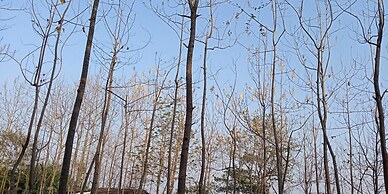 Nepal Himalayan Paulownia Resort