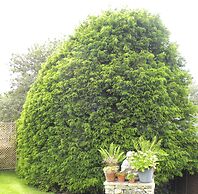 Yew Tree House