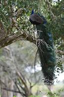 wilpattu Tree House