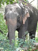 wilpattu Tree House