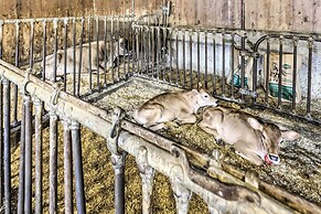 Charming Farmhouse w/ Pool & Fishing Pond!