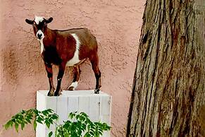 'the Goat Hut' Studio Casita: 11 Mi to Strip!