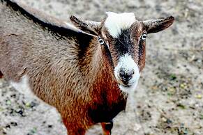 'the Goat Hut' Studio Casita: 11 Mi to Strip!