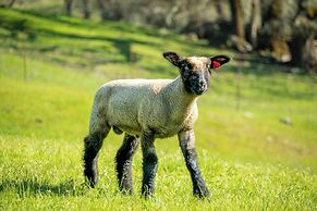 Stunning Hopland Vacation Rental w/ Pool & Hot Tub