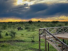 KUOOM SERENGETI