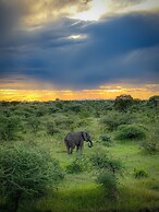 KUOOM SERENGETI