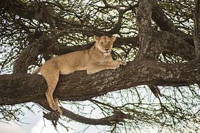 KUOOM SERENGETI