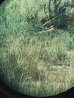 Tembe Home