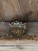 Akaciegaarden Bed & Breakfast