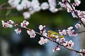 The Ritz-Carlton, Fukuoka