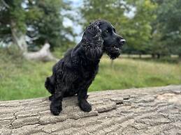 Cornwall Woodland Dog Friendly Shepherd's Hut