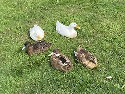 Swift Vogue Edition Caravan