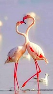 Hostel Flamingo