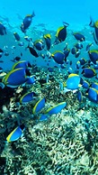 Oceana Inn Maldives