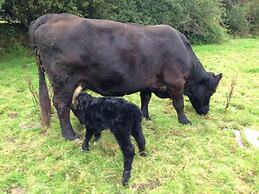 Relaxing Holiday in Millpond Cottage - Cwmiar